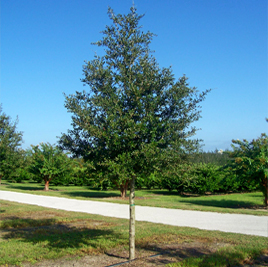 buy live oak trees