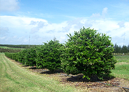 High Quality Trees | Stewarts Tree Services Inc